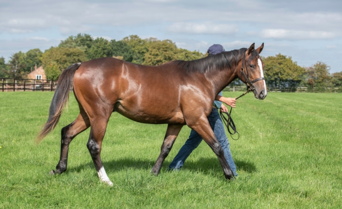 Fittocks Stud