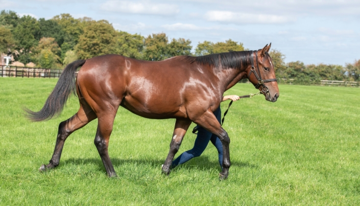 Fittocks Stud